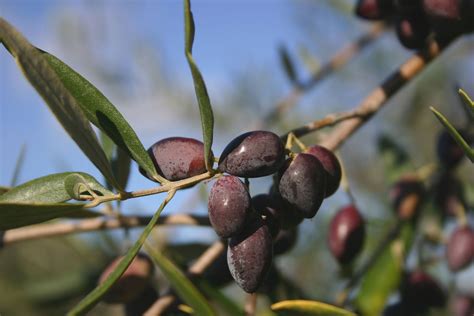 Olive Branch Free Photo Download Freeimages