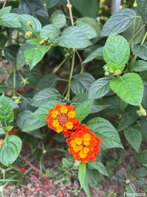 The Best Lantana Types Varieties And Cultivars You Can Grow Florgeous