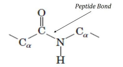 Formation And Characteristics Of Peptide Bond In Proteins Easybiologyclass