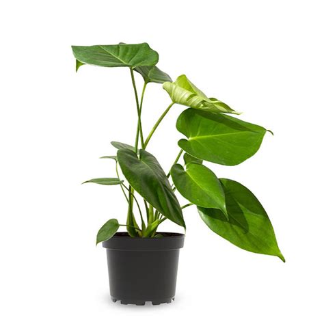 Monstera Deliciosa St Ck Fleurdirect