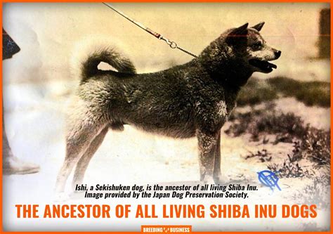 How To Breed Shiba Inus Health Breeding Practices History And Faq