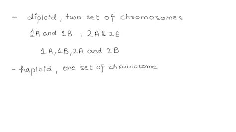 Solved A Zygote Begins With A Complement Of Two Homologous Chromosome