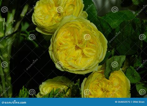 English Rose, Yellow in Color Stock Image - Image of natural, color ...