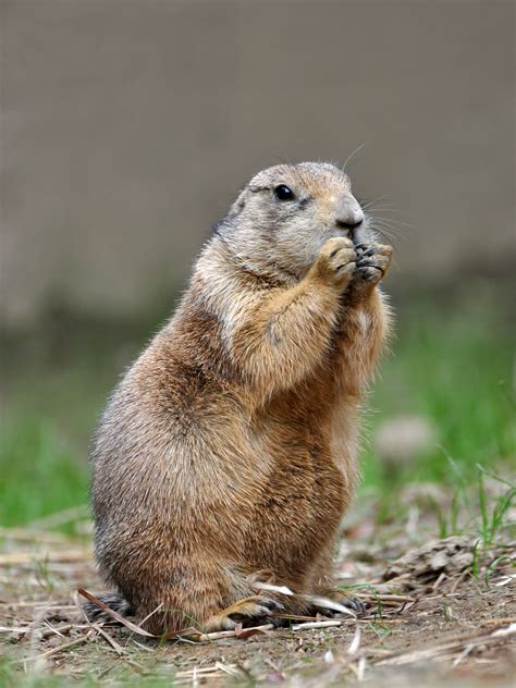 prairie dog for pets 5