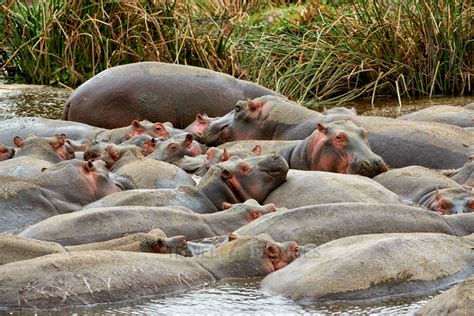 Travel4pictures Hippo Pool Tanzania 2015