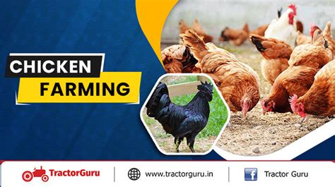 Chicken Farming Types Of Chicken Rearing With Advantage