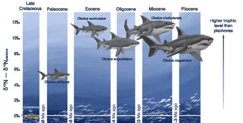 Trends In Body Size And Trophic Level Of Megatooth Sharks Otodus