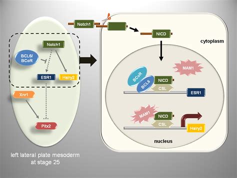 Bcl6 Canalizes Notch Dependent Transcription Excluding Mastermind Like1 From Selected Target