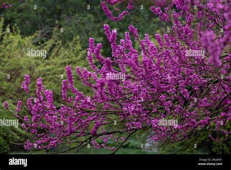 Close Up Red Flowers Of The Chinese Redbud Cercis Chinensis Selective