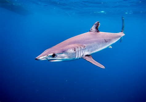 The Most Common Shark Species That Inhabit The Mediterranean