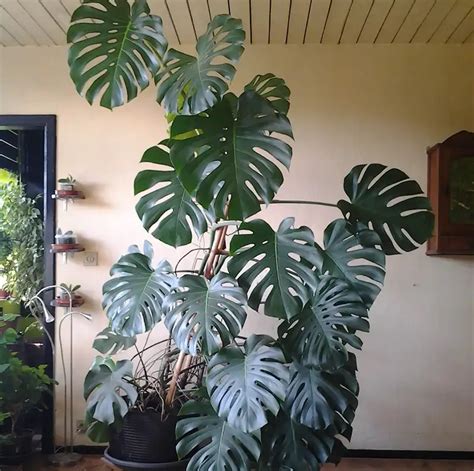 Monstera Deliciosa - Discovering Facts and Care Tips - Xu Farm