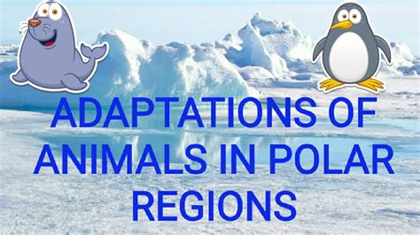 Adaptations Of Animals In Polar Regions Youtube