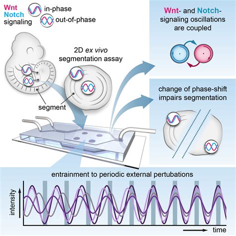 Synchronised Waves Control Embryonic Patterning