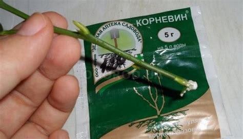 Применение корневина для комнатных растений, правила использования ...