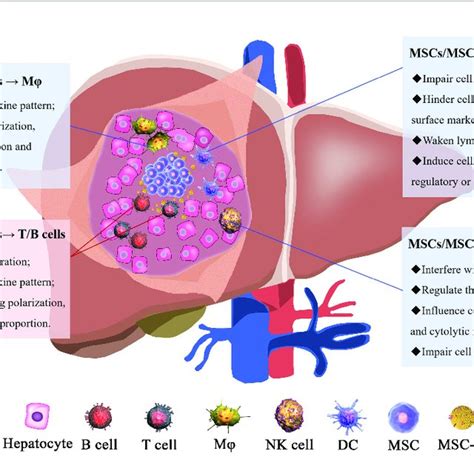 The Mechanisms Of Msc Msc Sev Modulation Of Immune Cells The