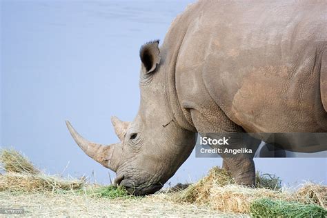 White Rhinoceros Stock Photo - Download Image Now - Africa, Animal ...