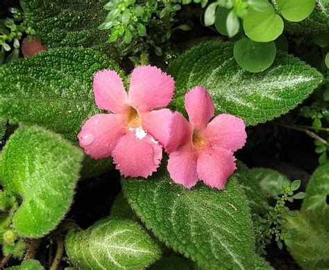 Episcia Cupreata ‘manaus Gesneriad Reference Web