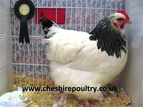 Light Sussex Chickens Large Fowl Chickens For Sale