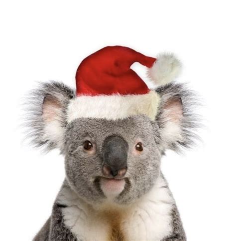 Koala Bear in Santa Hat | Happy Christmas from Down Under