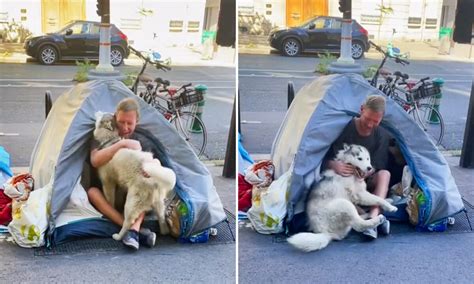 VIDEO Husky Fell In Love With A Homeless Man In ParisTheir Bond