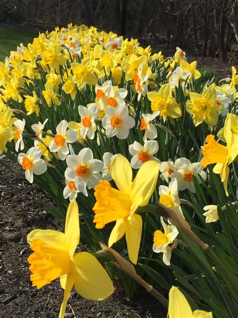 Daffodils Miracle Farms Landscaping Nh