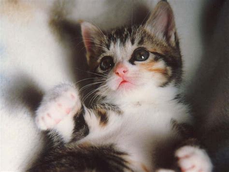 Images Of Cute Baby Kittens