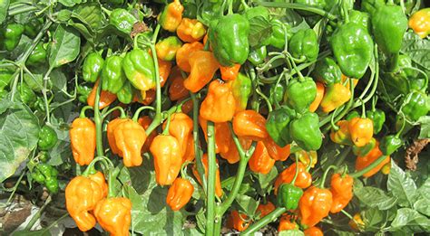 Come Coltivare L Habanero Uno Tra I Peperoncini Pi Piccanti Del Mondo