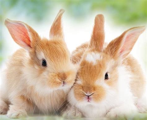 What Are Male Female And Baby Rabbits Called