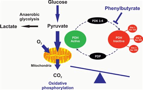 Pyruvate Dehydrogenase Complex Diagram