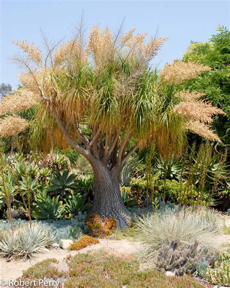 Ponytail Palm Waterwise Garden Planner