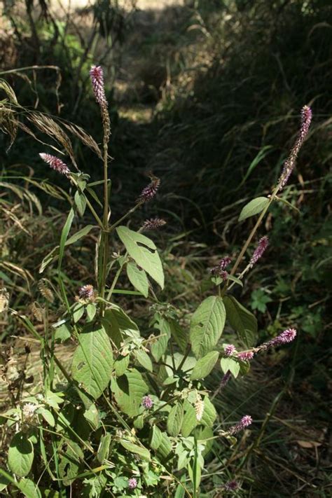 West African Plants A Photo Guide Achyranthes Aspera L