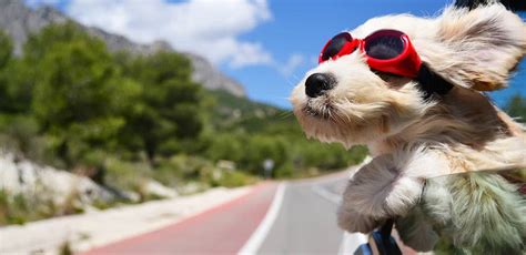 C Mo Llevar Una Mascota En El Coche Leaseplan