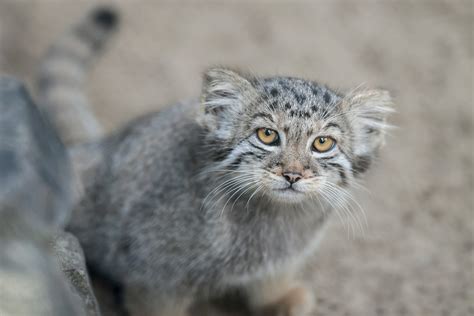 Gatto Di Pallas Origini Aspetto Carattere E Dove Vive