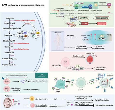 Old And New Damageassociated Molecular Patterns Damps In Autoimmune