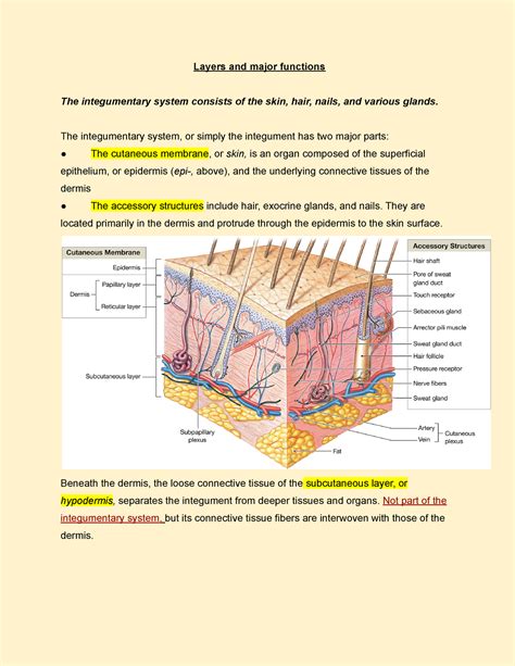 Integumentary System Organs