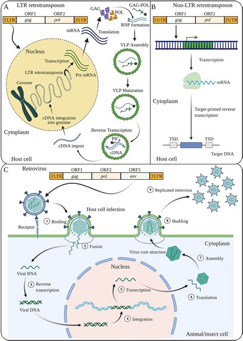 The Mechanism Of Transposition Of Long Terminal Repeat Ltr