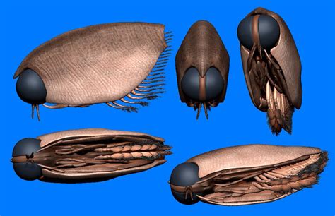 中島保寿古生物学者 on Twitter RT japanfossil 議論と修正を重ねるうちに嚢頭類の眼がアブとかハエの複眼に