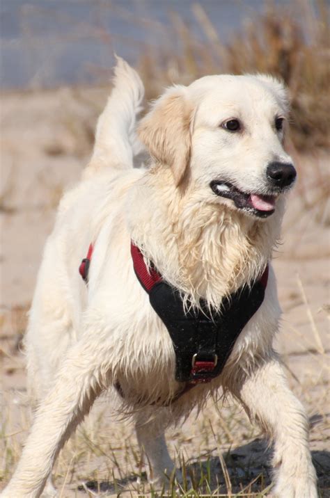 Free Images Sea Sand Play Animal Pet Fun Golden Retriever