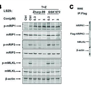 Zharp 99 Blocks Cellular Activation Of RIPK3 And MLKL Upon