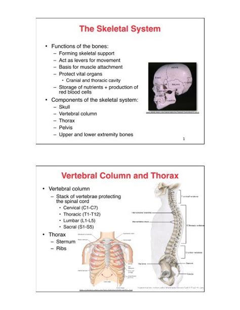 The Skeletal System Vertebral Column And Thorax