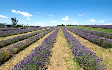 Visiting the Cotswold Lavender fields [2025]: Everything you need to know