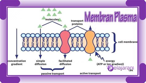 Membran Plasma Pengertian Fungsi Sifat Dan Struktur Membran Plasma Lengkap Dengan Penjelasannya