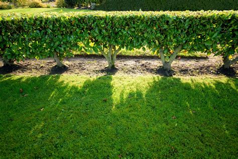 Living Fence The Living Fence Ohrdruf Germany Atlas Obscura
