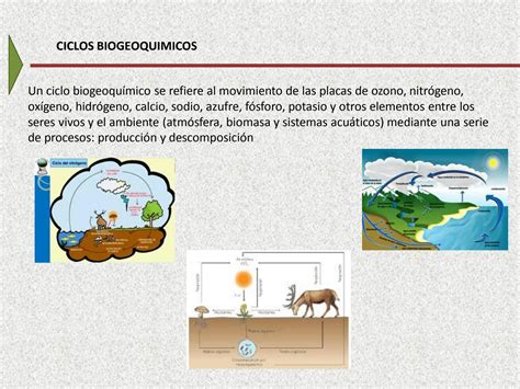 Solution Ciclos Biogeoqu Micos Studypool