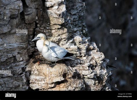 Northern Gannet Pair On The Cliff Edge Pictured At Bempton Cliffs In