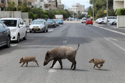 שדיים גדולות R 691