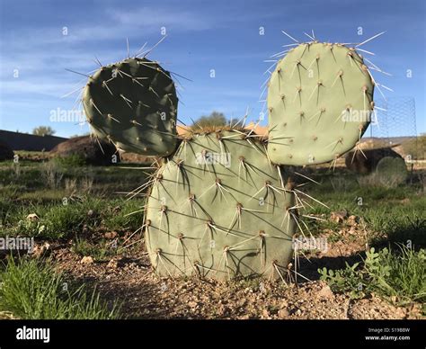 Desert "mouse" cactus Stock Photo - Alamy