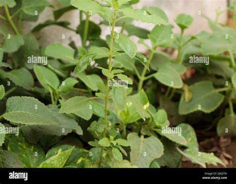 Karpooravalli plant hi-res stock photography and images - Alamy