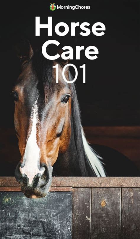 Horse Care 101 The Basics Of Raising Equine Companions Horse Care