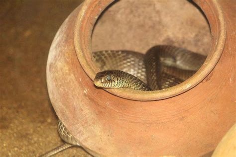 Chennai Snake Park Trust For Reptile Lovers | LBB, Chennai